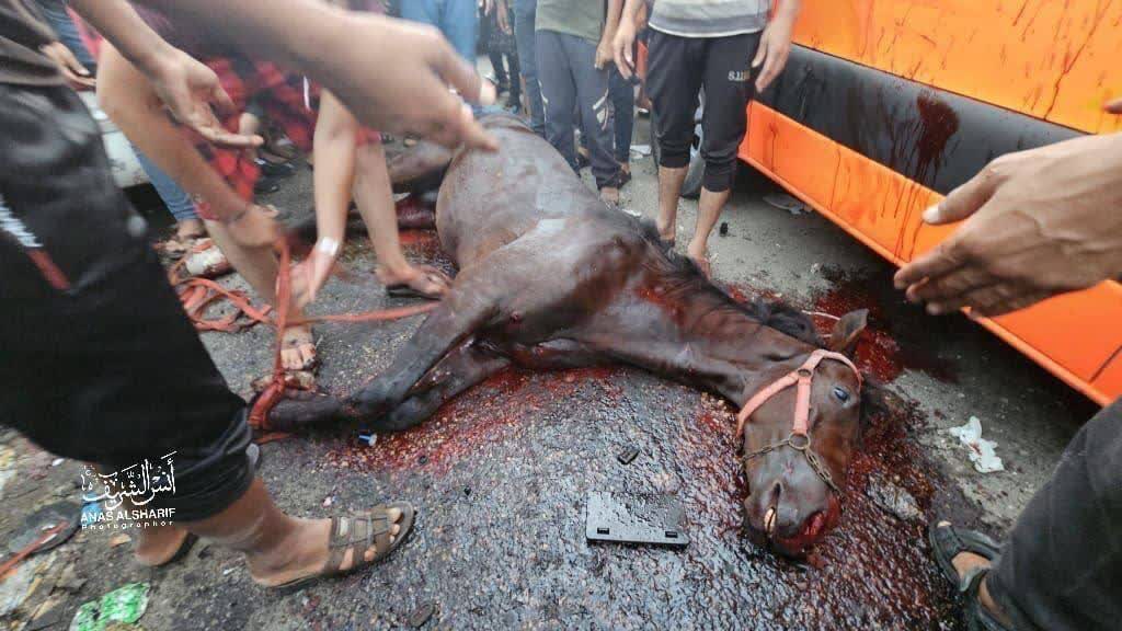 حمله غاصبان صهیونیستی به اسب حامل مجروحین