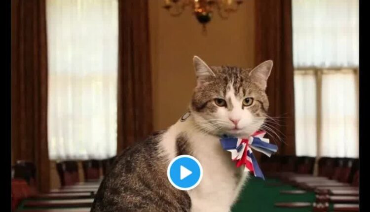 وقتی ارزش خون یک گربه بیشتر از کودکان خاورمیانست