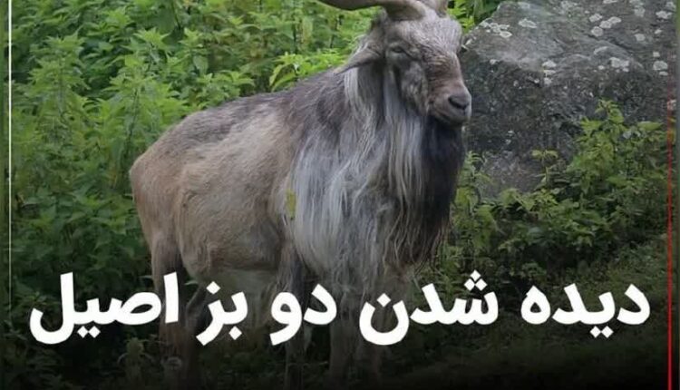 اینم اومد ولی چاهزاده به ایران بازنگشت