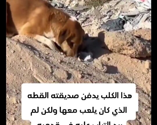 لحظه به خاک سپردن یک گربه توسط سگ در غزه