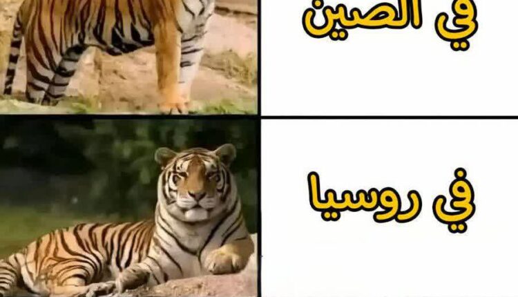 پهپاد mq۹ آمریکایی در کشورهای مختلف