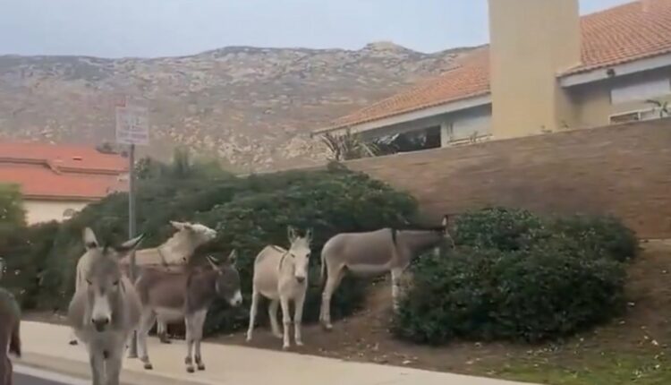 جمعی از مریدان چاهزاده که از آتش‌سوزی LA جان سالم به در بردن
