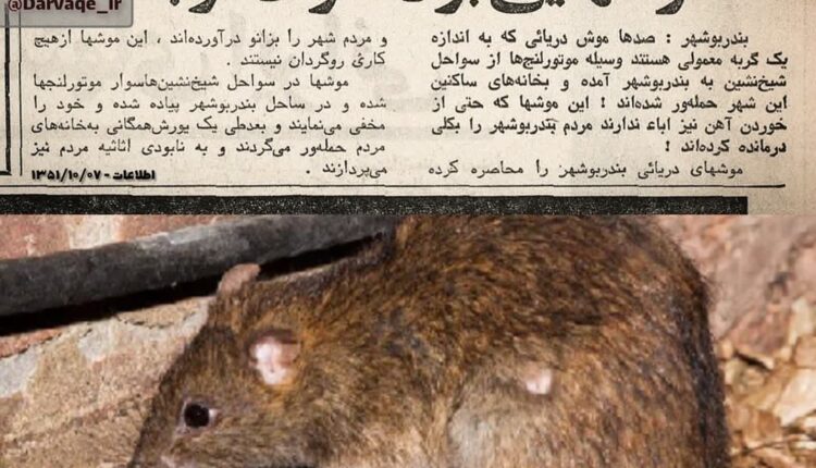 موش‌ها آهن‌خوار؛ سوغات کشورهای عربی برای ایران