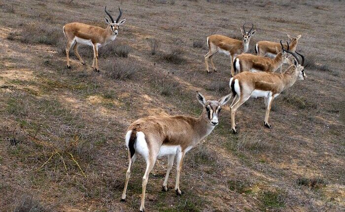 تماشایی‌ترین تصاویر از گشت‌وگذار آهوهای میاندشت؛ جمعیت از ۲۰۰ به بیش از ۳ هزار رأس رسید